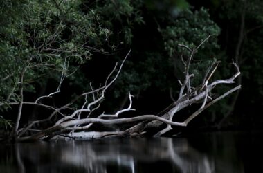 How to Change Git Branches on a Site Deployed with Forge